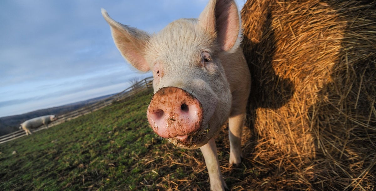 A rescued pig at Farm Sanctuary in Watkins Glen, New York, USA